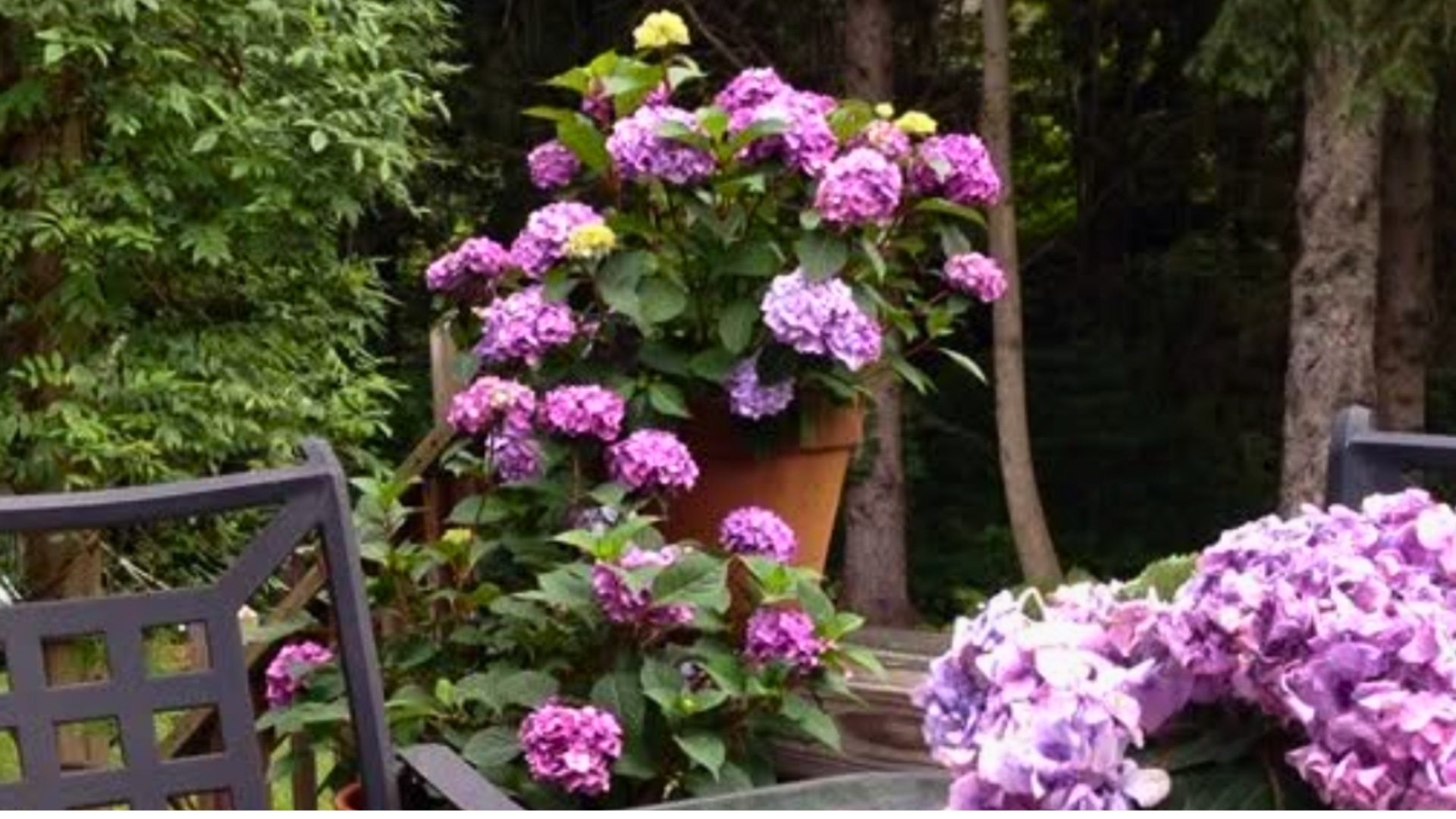 Hydrangeas in planter