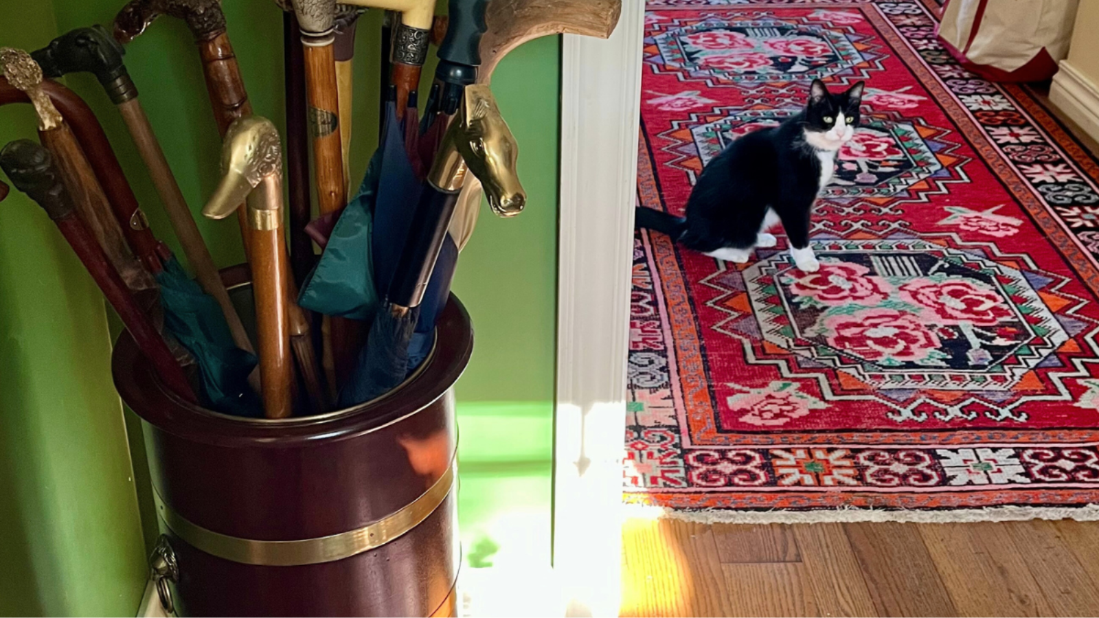 Collection of wooden walking sticks in a wooden container with a black and white cat sitting in a sunlit hallway.