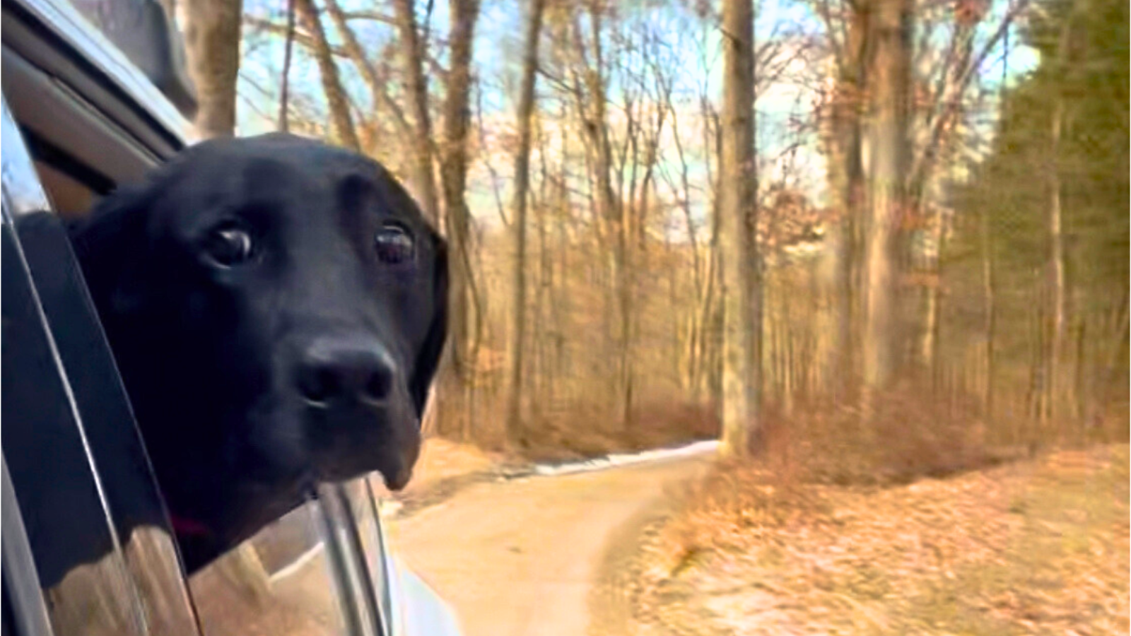 Black Labrador poking his head out of a car window while the car drives up a country road.